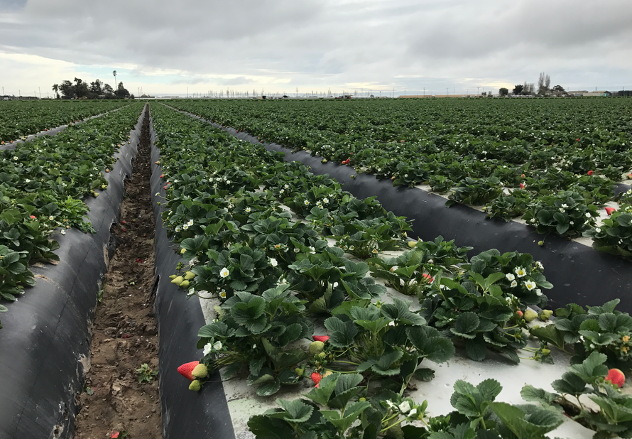 Gladstone strawberry field